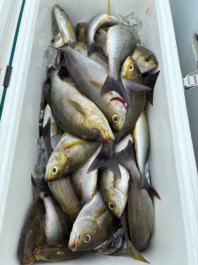 イサギ(イサキ)