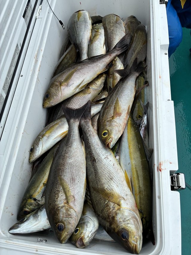 イサギ(イサキ)