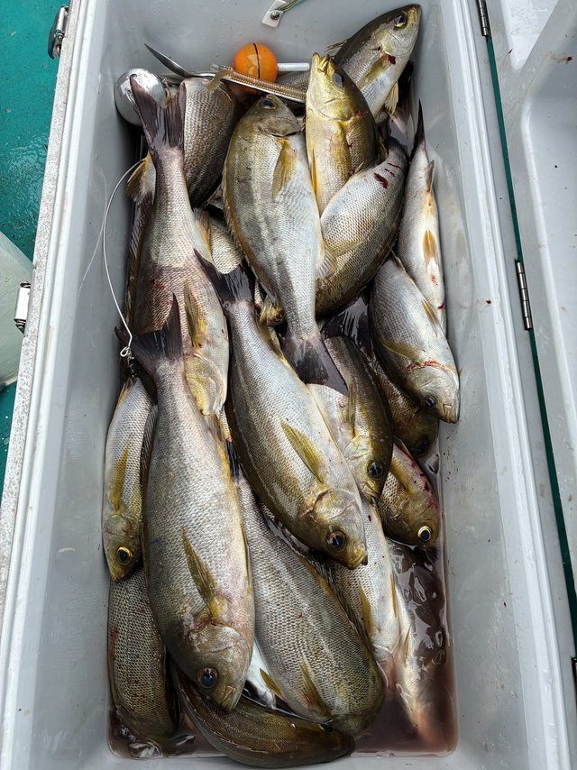 イサギ(イサキ)