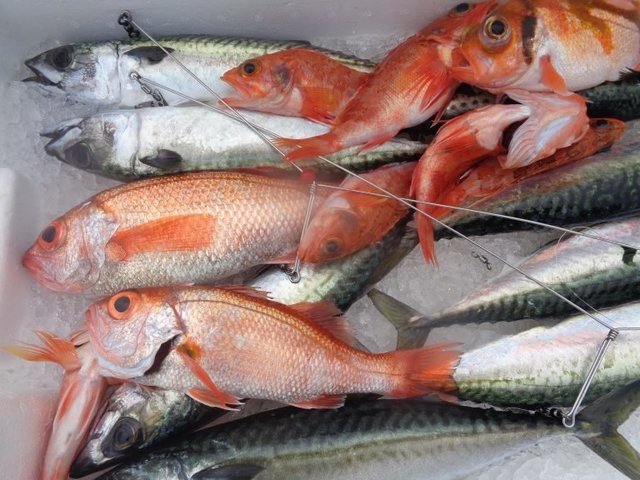 アジ(マアジ)・アカムツ・メダイ