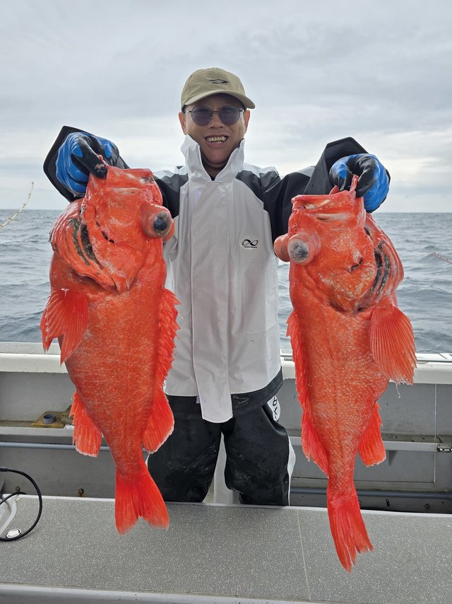 ベニアコウ(オオサガ)