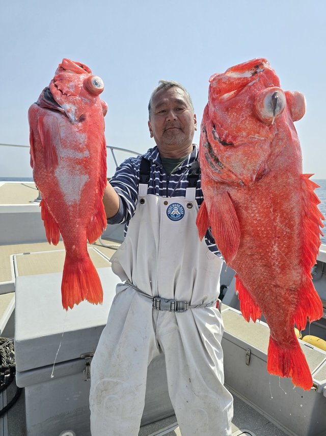 ベニアコウ(オオサガ)