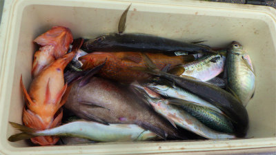 キジハタ・アジ(マアジ)・クロソイ・サバ(ゴマサバ)