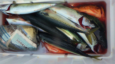 キジハタ・アジ(マアジ)・ウッカリカサゴ・サバ(ゴマサバ)