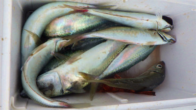 アジ(マアジ)・サバ(ゴマサバ)