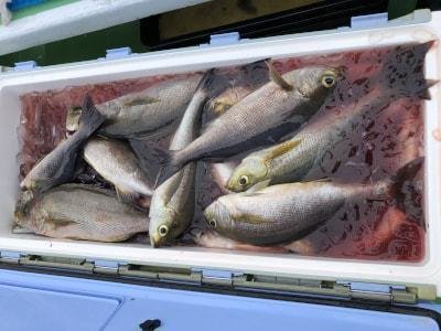 イサギ(イサキ)