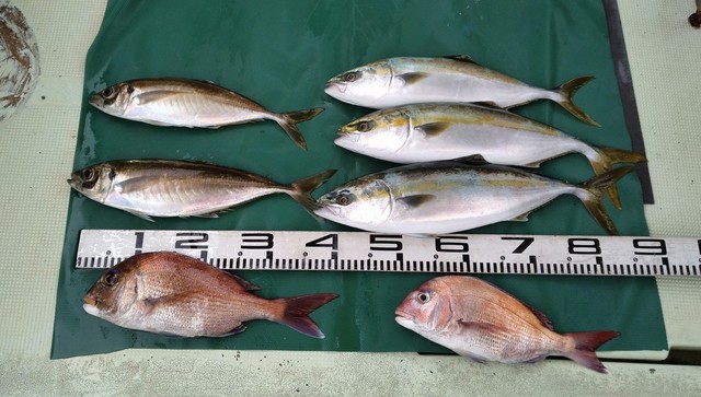 マダイ・マアジ・ハマチ(ブリ)