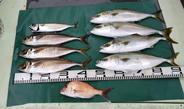 マダイ・マアジ・ハマチ(ブリ)・サバ(マサバ)