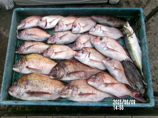 マダイ・アジ(マアジ)・ハタ(マハタ)