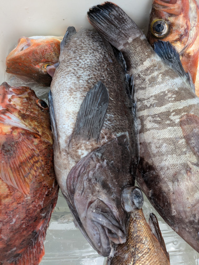 マハタ・アラ・カサゴ