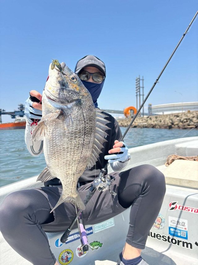 マチヌ(クロダイ)