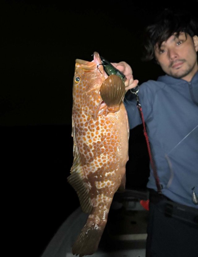 アコウ(キジハタ)