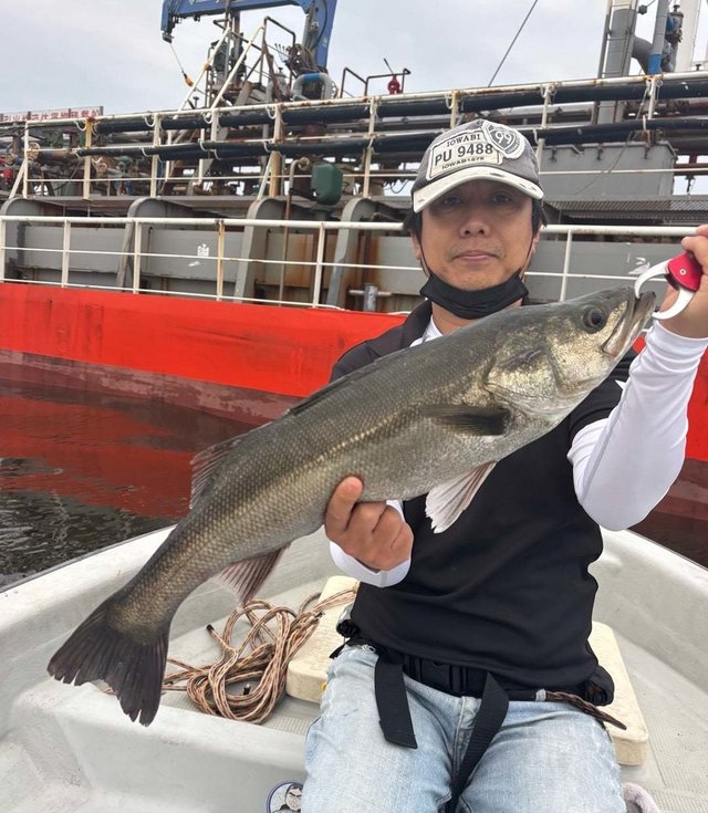 シーバス(スズキ)