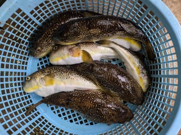 ショウサイフグ