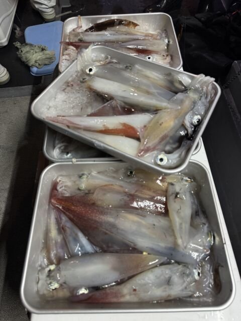 イカ(ヤリイカ)