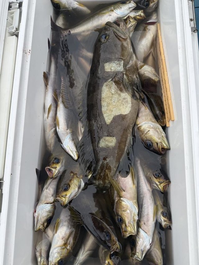 クエ・イサギ(イサキ)