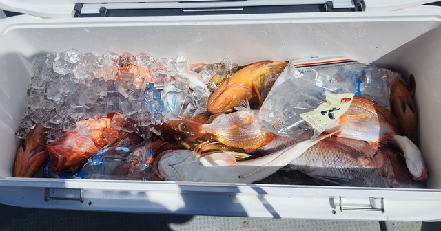 マダイ・レンコダイ(キダイ)・アコウ(キジハタ)・ガシラ(カサゴ)・ホウボウ