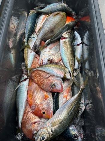 マダイ・レンコダイ(キダイ)・マアジ