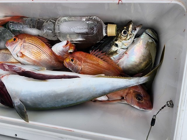 レンコダイ(キダイ)・アジ(マアジ)・ブリ