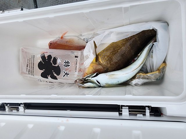 アオハタ・ブリ