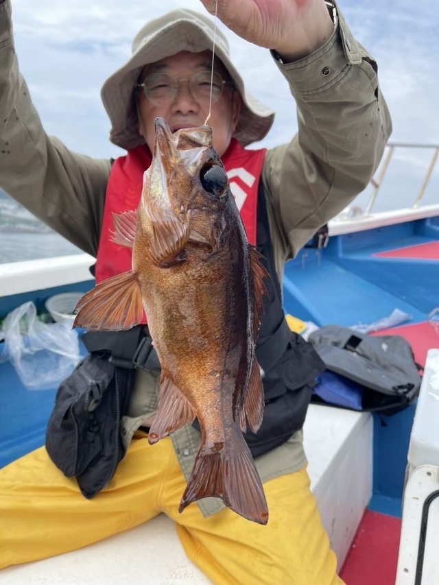 クロメバル(メバル)