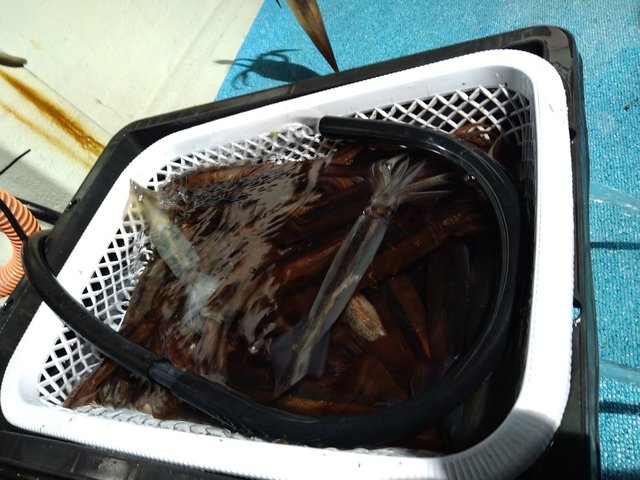 ケンサキイカ・スルメ(スルメイカ)