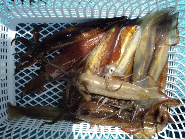 ケンサキイカ・スルメ(スルメイカ)