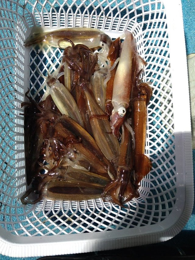 ケンサキイカ・スルメ(スルメイカ)