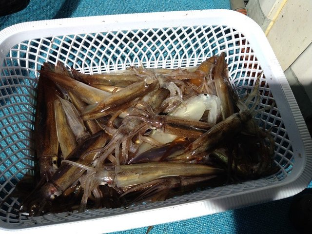 ケンサキイカ・スルメ(スルメイカ)