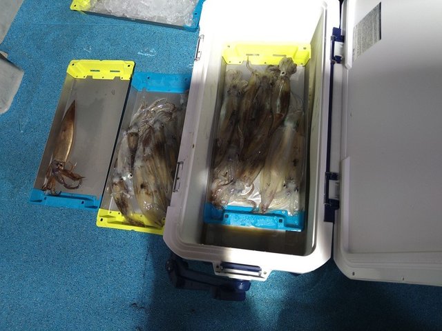 ケンサキイカ・スルメ(スルメイカ)