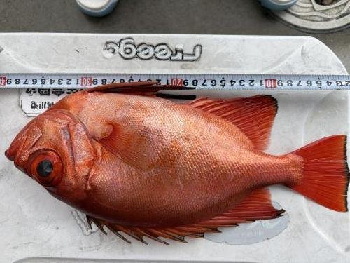 キントキ(チカメキントキ)