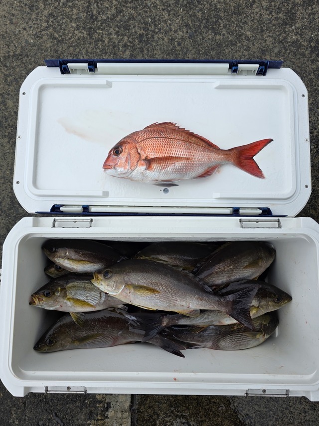 マダイ・イサキ