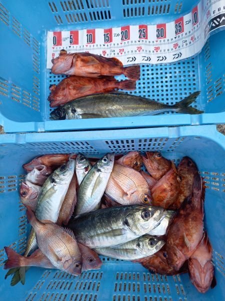 チャリコ(マダイ)・アジ(マアジ)・ガシラ(カサゴ)