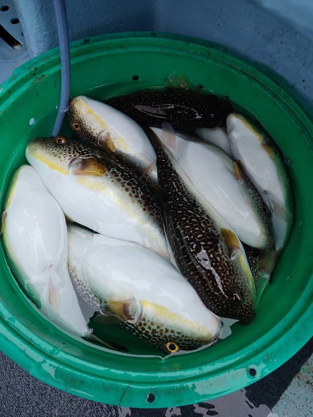 ショウサイフグ