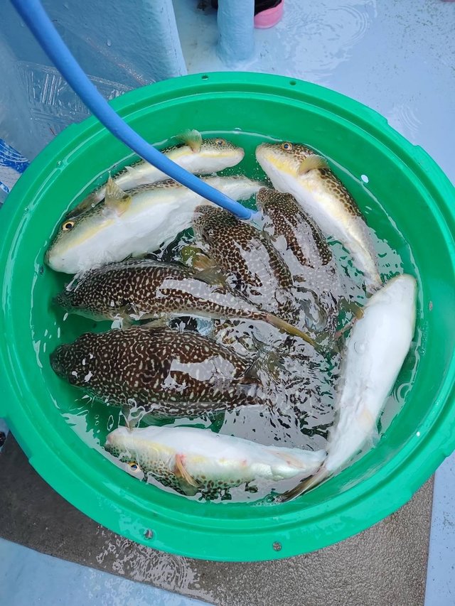 ショウサイフグ