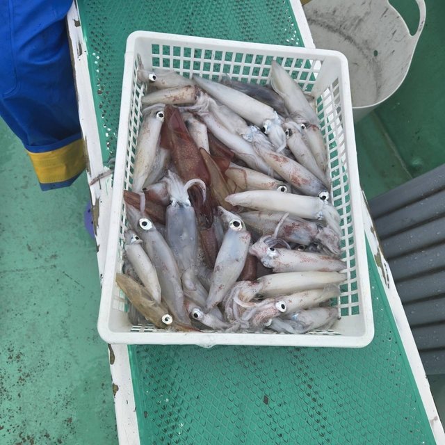 マルイカ(ケンサキイカ)