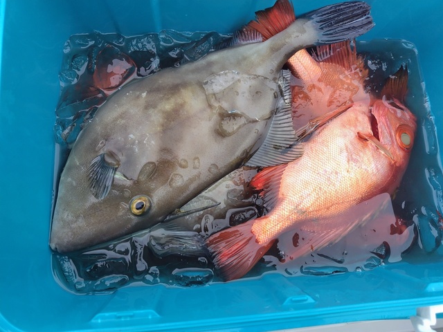 チカメキントキ