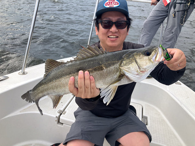 シーバス(スズキ)