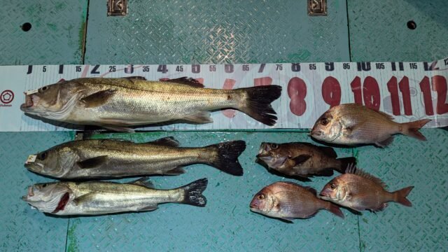 マダイ・マタカ(スズキ)・メバル