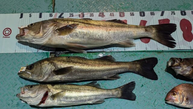 マタカ(スズキ)