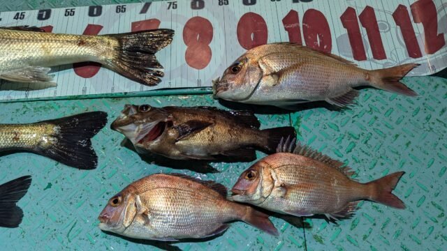 マダイ・メバル