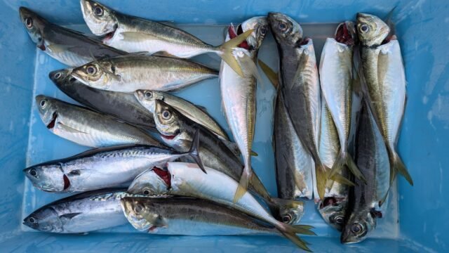 アジ(マアジ)・サバ(ゴマサバ)