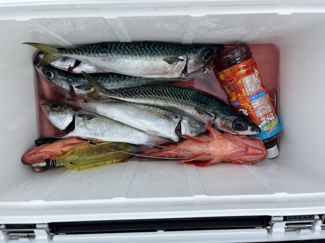 アジ(マアジ)・サバ(マサバ)・カンコ(ウッカリカサゴ)