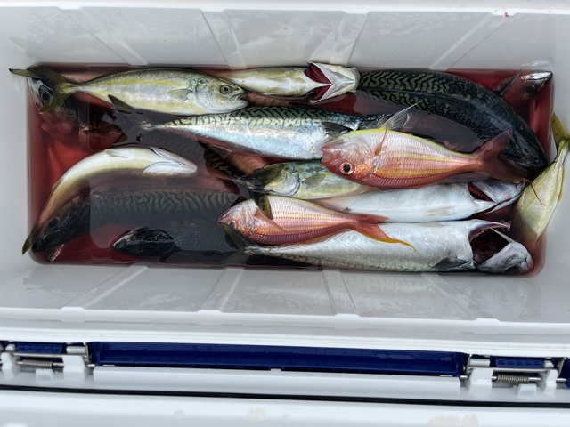 アジ(マアジ)・イトヨリダイ・サバ(マサバ)