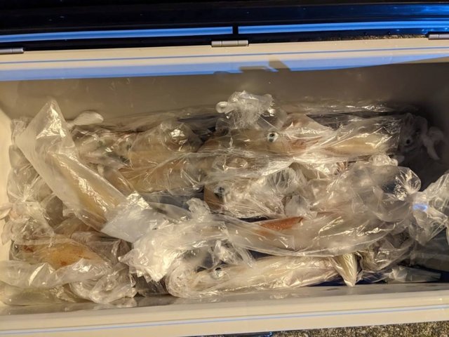 イカ(ケンサキイカ)