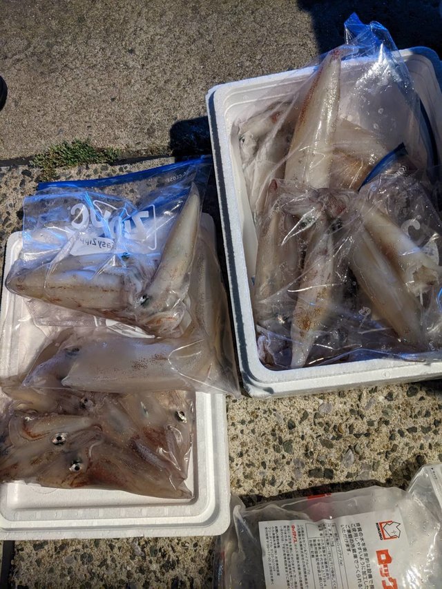 イカ(ケンサキイカ)