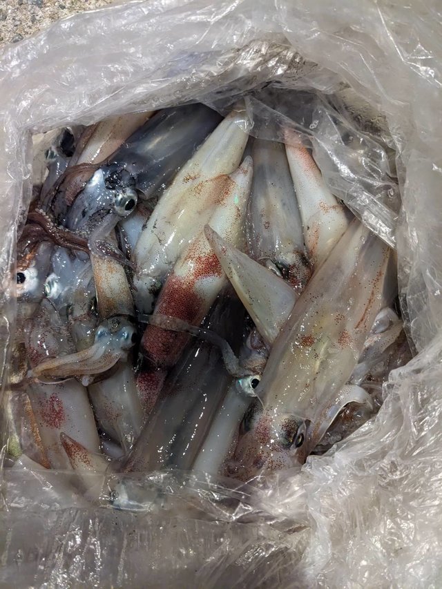 イカ(ケンサキイカ)