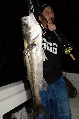 シーバス(スズキ)