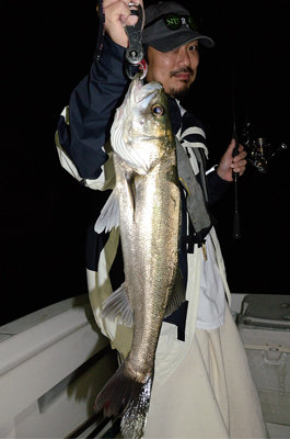 シーバス(スズキ)