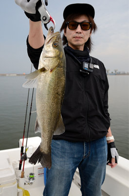 シーバス(スズキ)